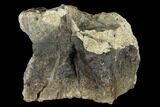 Fossil Triceratops Bone Section - North Dakota #117570-1